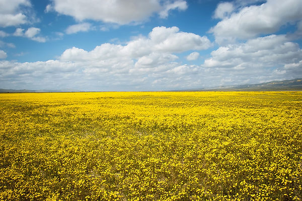 blue and yellow horiz_ann westling_1200.jpeg