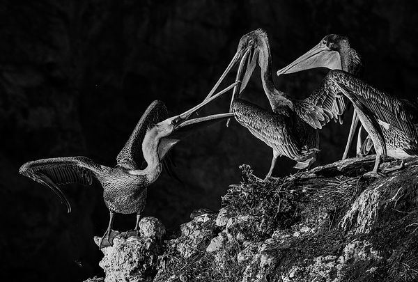 Pelicans