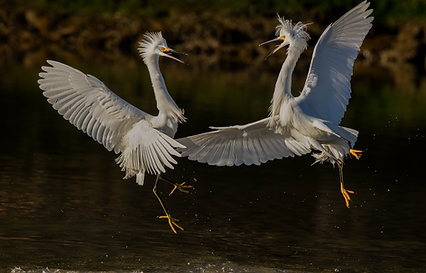 Egret Courtship