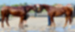 horses_edited.jpg