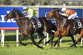 SCONE MARE “RIGHT UP TO THE MARK” FOR NEWCASTLE FEATURE