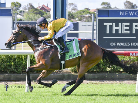 MINERVINI’S EASY WATCH FROM A DISTANCE