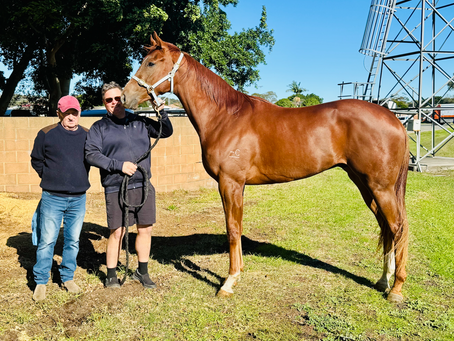 HONG KONG SALE HIGHLIGHTS STALLION’S QUALITY