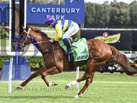 HARRY’S A WINNER BAR NONE