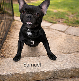 Samuel