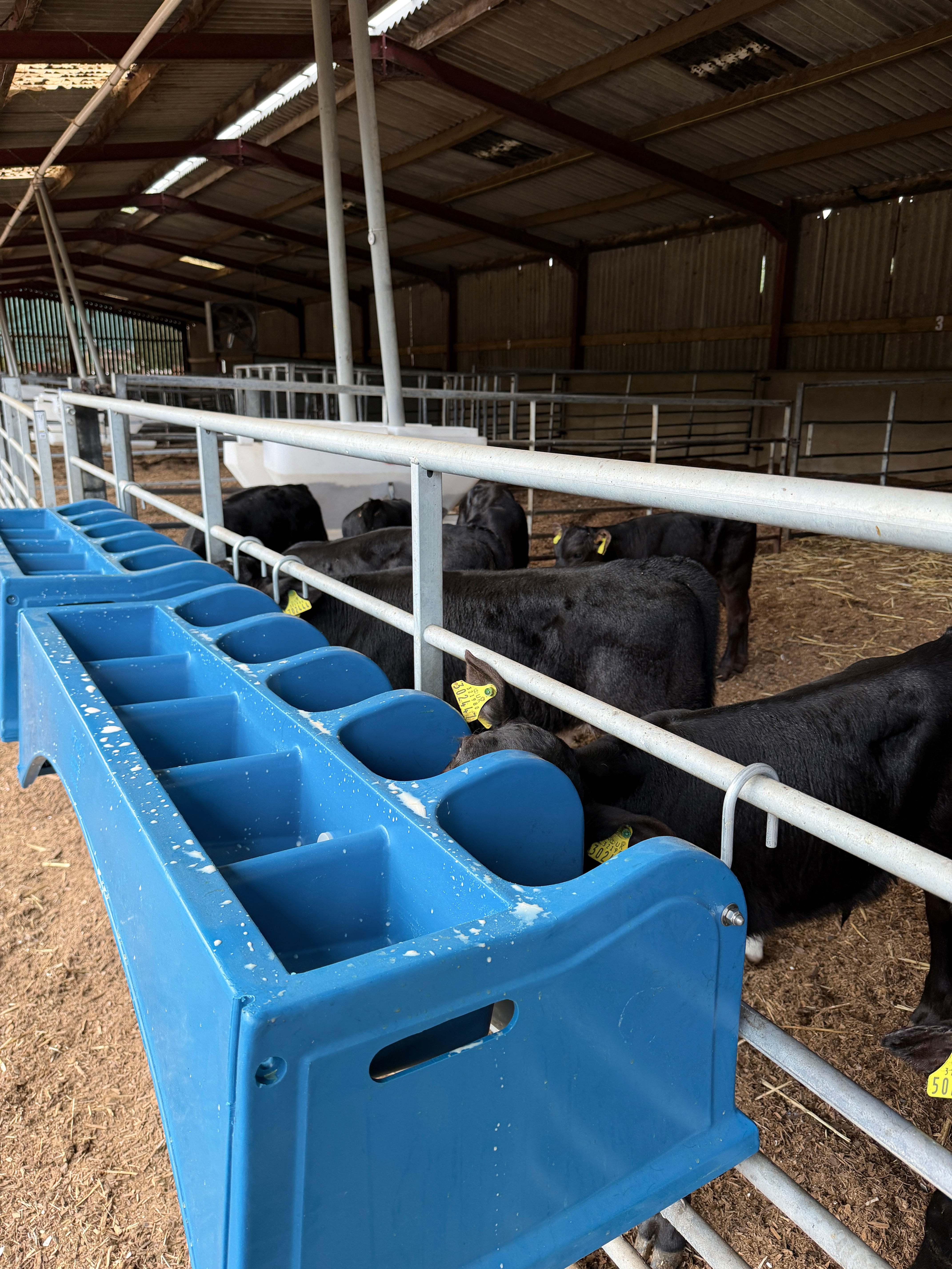 Wydale front-mounted calf feeder
