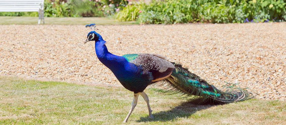 Wedding Reception at Preston Court - Friday 14th August 2015