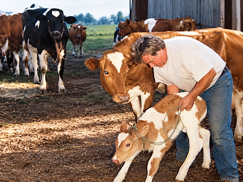 Caring for Calves on the Farm.png