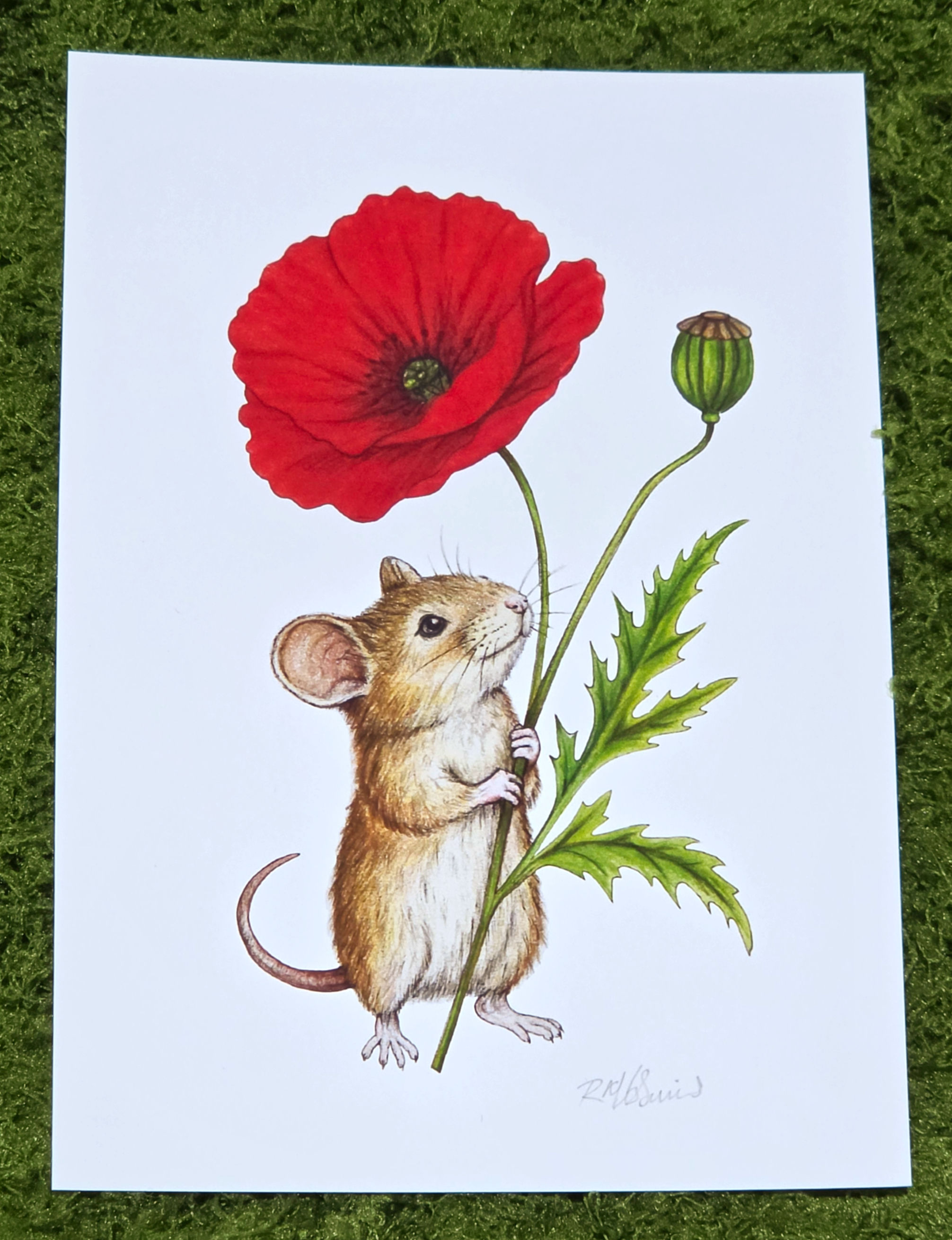 August Mouse - Red Poppy Birth Flower Art Print