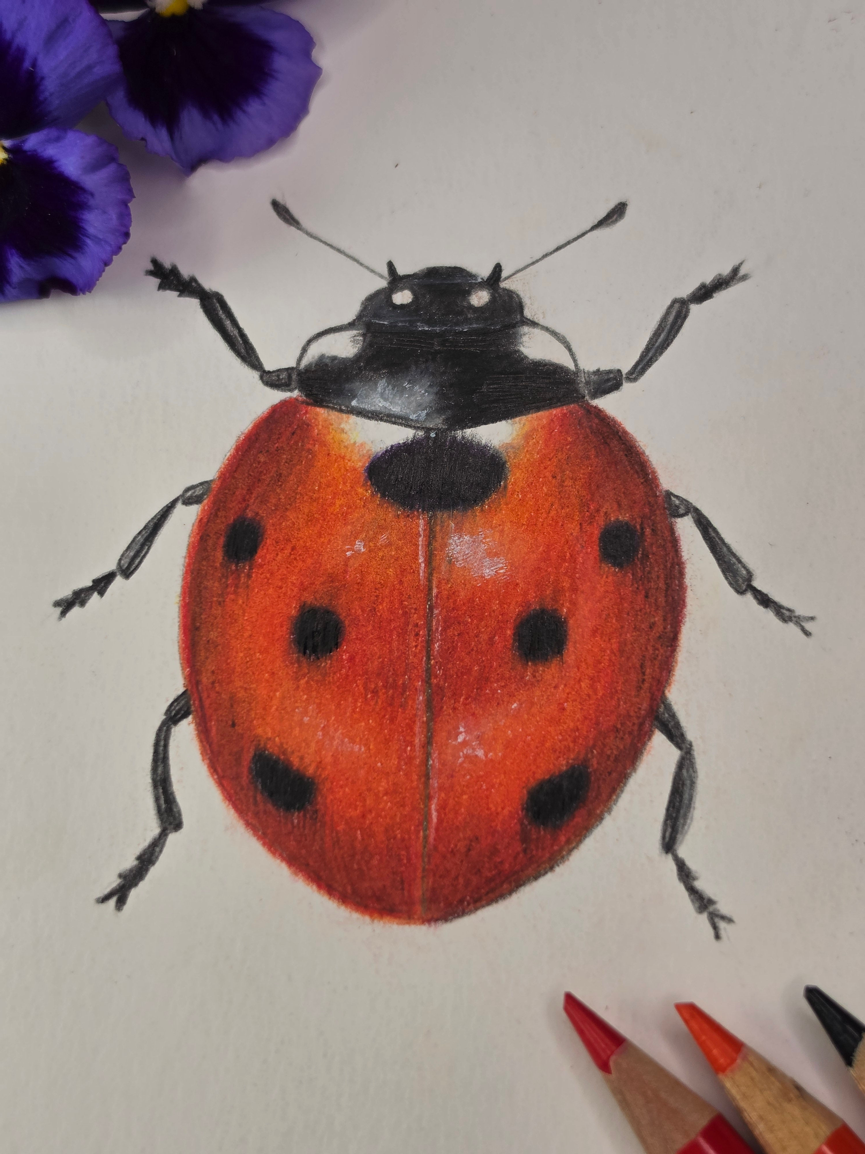 Ladybird Original