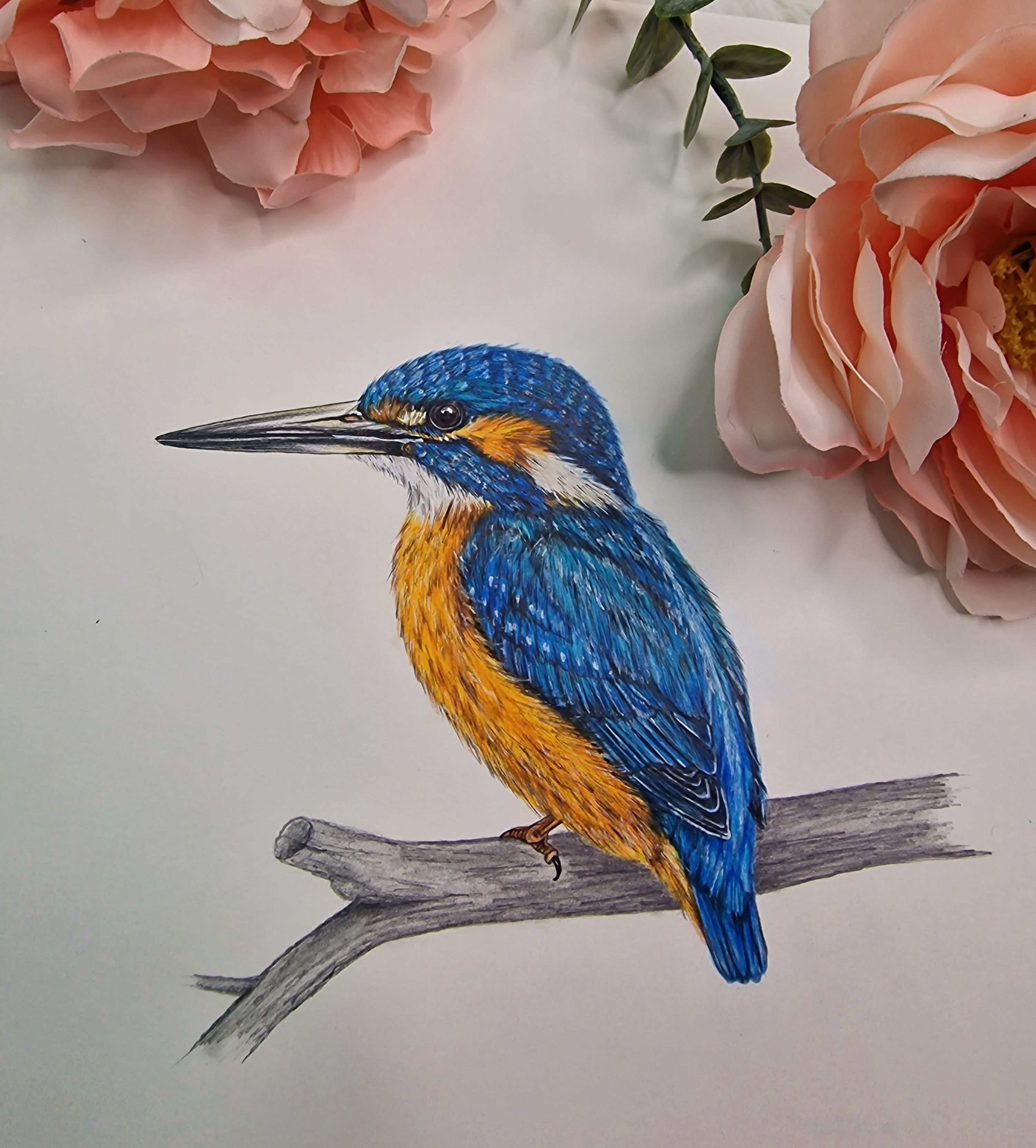 Kingfisher Original