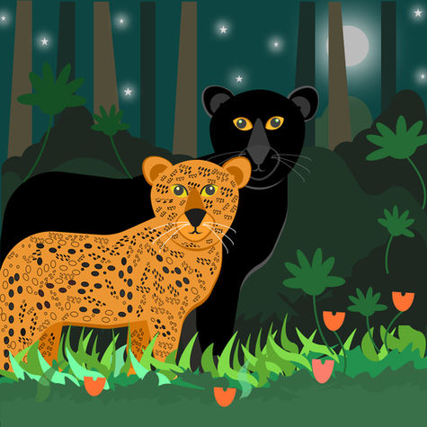 Wildlife Illustrations