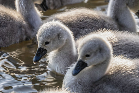  Swans 10 of 31.jpg