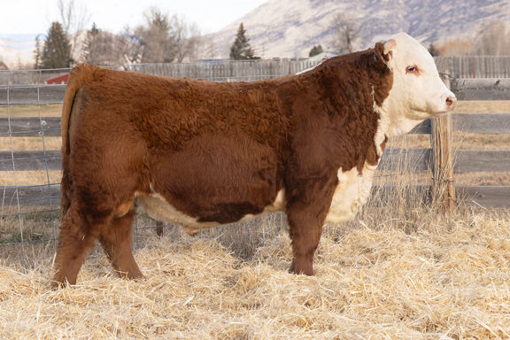 Cooper Herefords