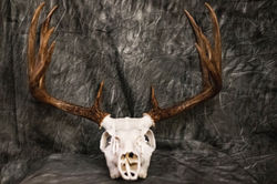 WT Euro Mount