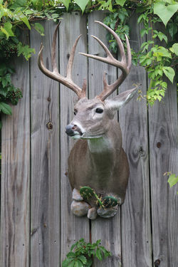 Whitetail Shoulder Mount