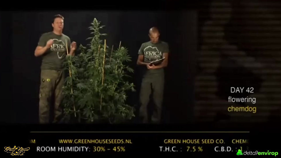 Thumbnail: Chemdog (Feminized) Seeds