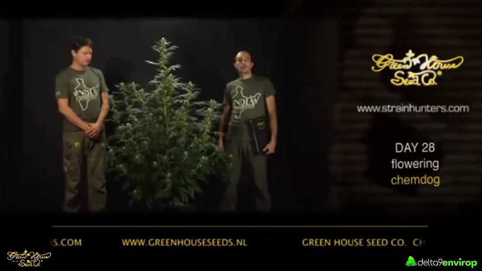 Thumbnail: Chemdog (Feminized) Seeds