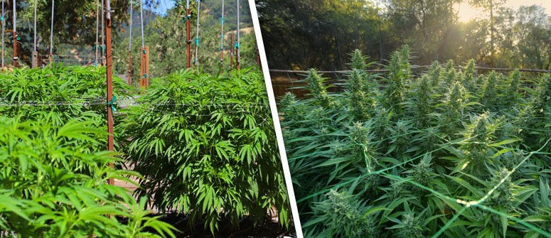 Thumbnail: Outdoor Grower Certification