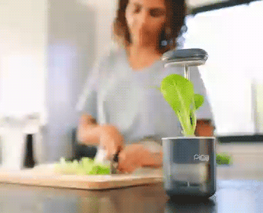 Pico_04.gif