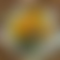 Quando as flores falam: o que um buquê pode dizer por você?