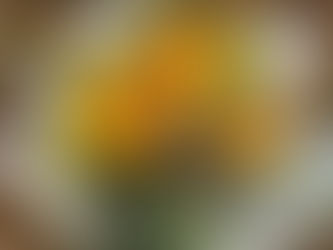 Quando as flores falam: o que um buquê pode dizer por você?