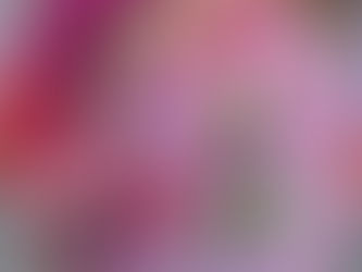 Descubra flores para casamentos em Janeiro