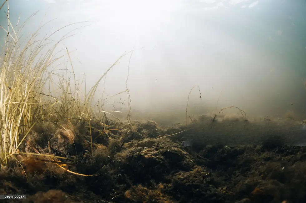 Underwater scene with tall grasses and a muddy floor. Sunlight filters through the water, creating a serene, ethereal atmosphere.