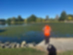 Person in orange vest stands by lake with ducks, photographing. Blue sky, trees, and shadow in background; calm outdoor scene.