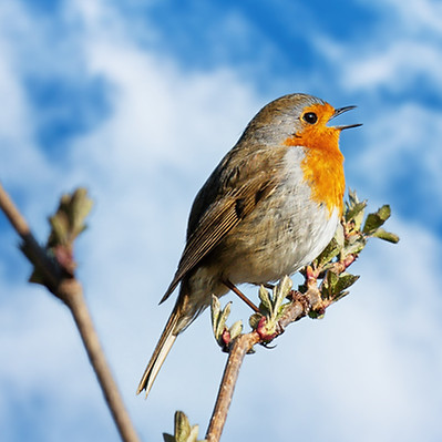 fotoblend-bird-7904994.jpg
