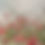 Thumbnail: The Blooming Quiet