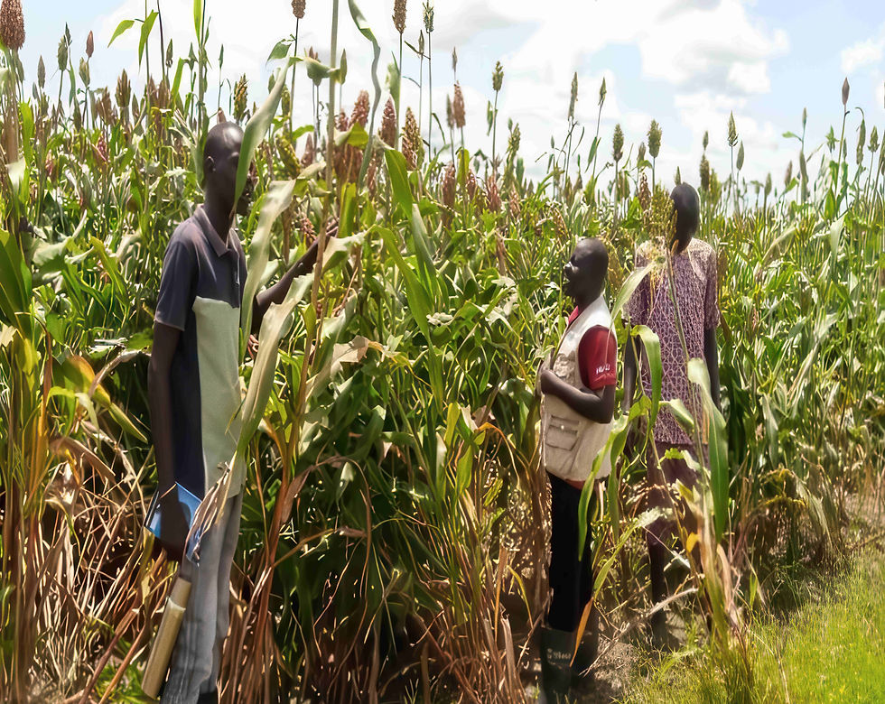 optimized_capacityfield_visit_to_sorghum_producer_group_in_mathiang_panyijar_county-gigapi