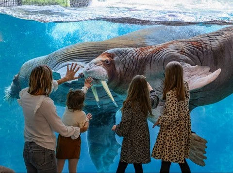 Leadership for Inspiration: Pairi Daiza / MCE