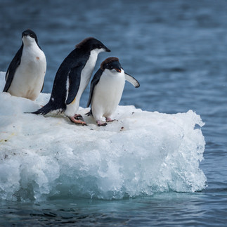Antarctic Expedition Cruise Penguins