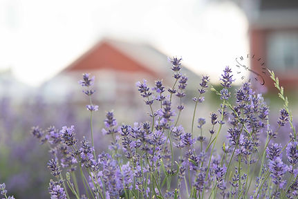 New Life Lavender and Cherry Farm - Melanie Fagan Art .jpg