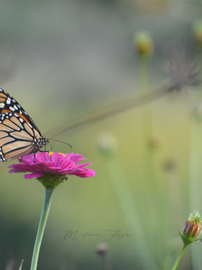Beauty is Everywhere - Embrace It & You'll Nurture your Creative Soul.
