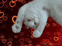 IMG_0109.gif