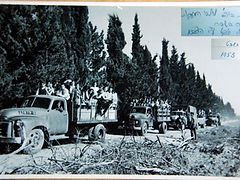 חניכים על משאיות בדרך לקטיף