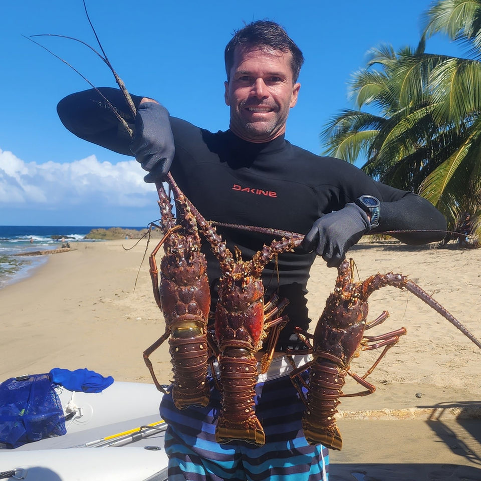 Smiling man holding three large lobsters