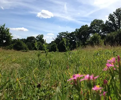 Eden-Valley-Woodland-Burial-Ground-Scenery-Spring-Flowers.jpg
