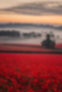 poppy mist 1440.jpg