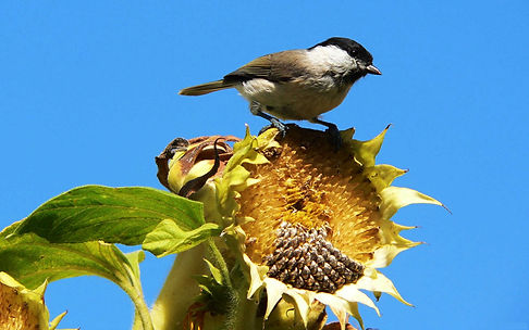 sunflower seeds 4 50.jpg