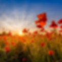 poppy sunrise 70.jpg