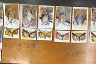 hibou.jpg