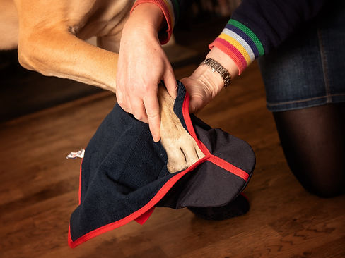 Delphy Dog_fitting_01.jpg