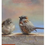 Thumbnail: Birthday Calendar. Eric Van Ommen - Birds