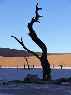 Tree with desert backdrop