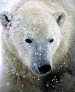 Polar bear spotting in Churchill
