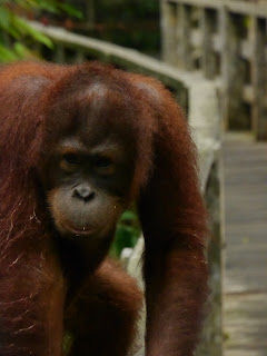 Orangutan