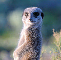 A meerkat